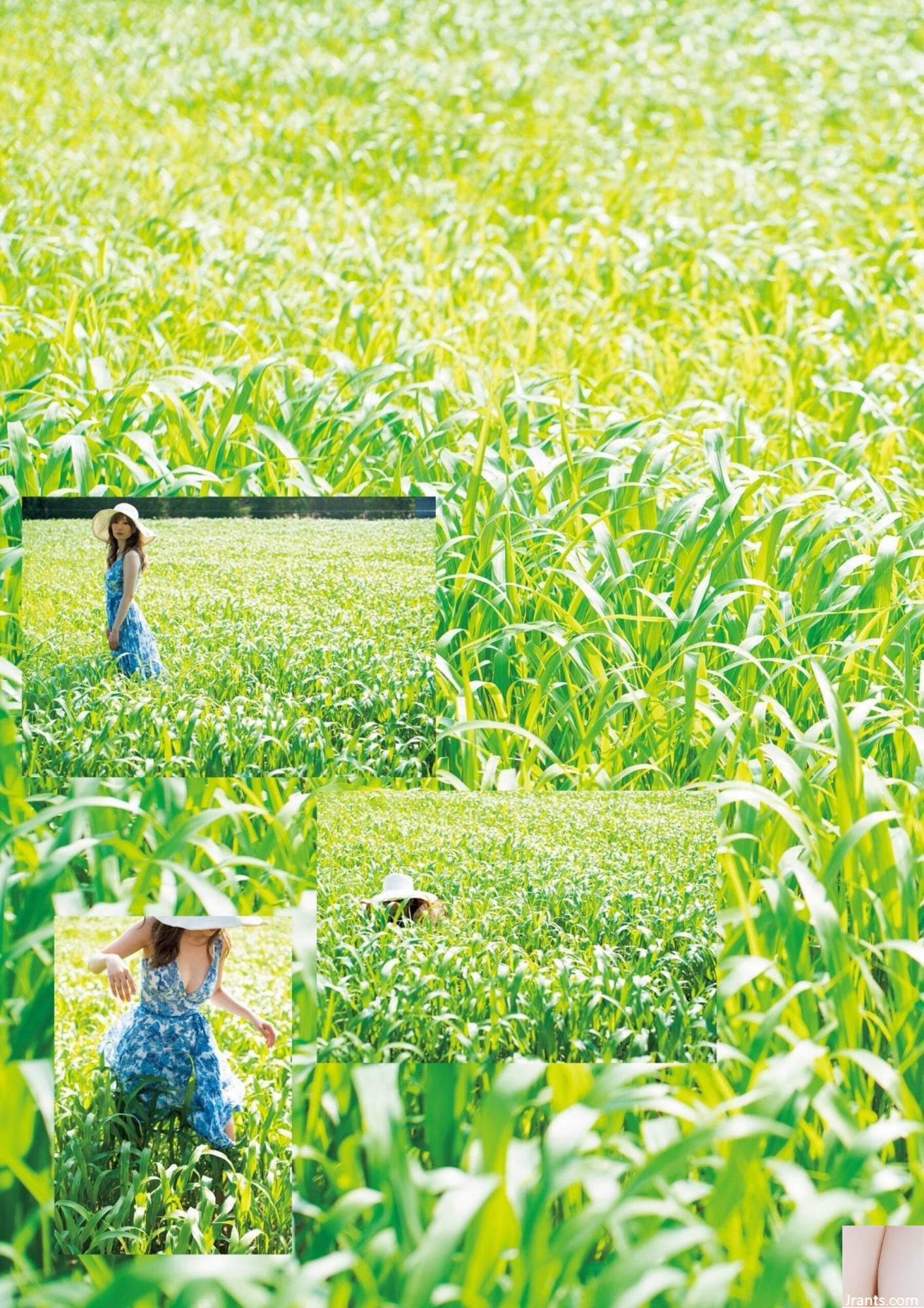 (Ensemble de modèles japonais) Aoi « Hollyhock » (83P)